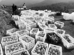 “红美人”成熟上市